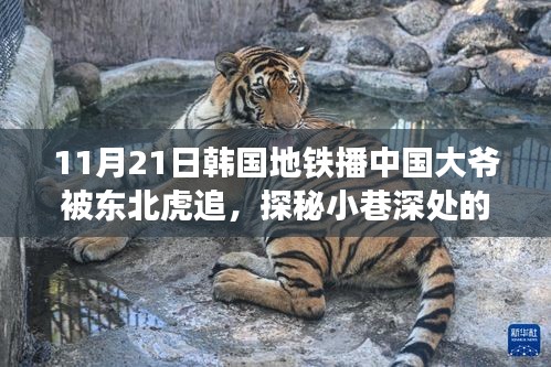 韩国地铁里的东北虎奇遇，小巷深处的独特风味与特色小店探秘