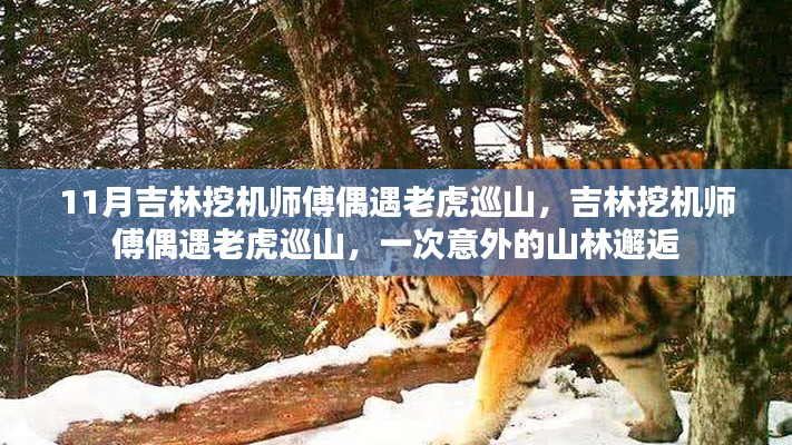 11月吉林挖机师傅偶遇老虎巡山，吉林挖机师傅偶遇老虎巡山，一次意外的山林邂逅