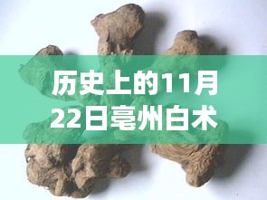 历史上的11月22日亳州白术价格变迁轨迹揭秘