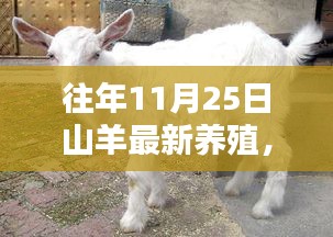往年11月25日山羊最新养殖技术与评测介绍