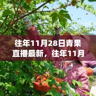 往年11月28日青果直播回顾与展望，最新动态与未来展望