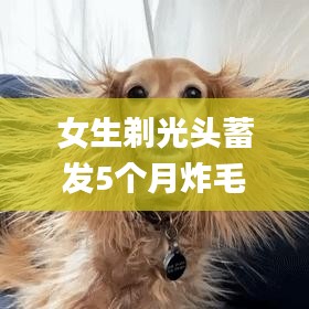 女生剃光头蓄发5个月炸毛似海胆,现象分析定义_透明版BKC18.26