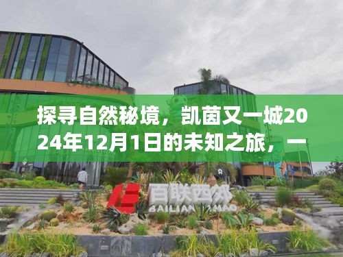 凯茵又一城未知之旅，探寻自然秘境的心灵出走与归来（2024年12月1日）