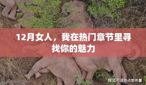 热门章节展现十二月女性的独特魅力