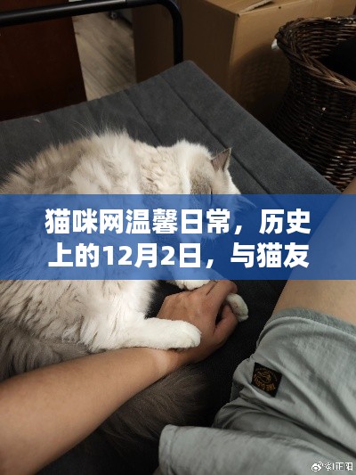 猫咪网温馨日常，历史上的欢乐时光与猫友共度