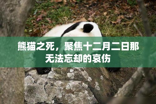 熊猫之死，十二月二日的哀伤记忆