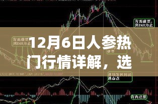 12月6日人参市场热门行情详解，选购、鉴别与交易全攻略