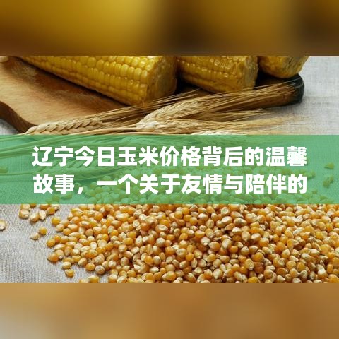 辽宁玉米价格背后的友情与陪伴日，温馨故事回顾