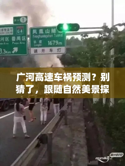 百鸟归巢 第4页