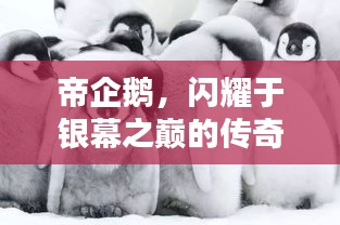 帝企鹅，银幕之巅的传奇传奇生物