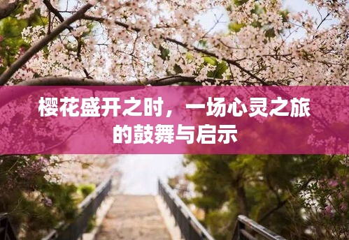 樱花盛开时的鼓舞与启示，心灵之旅的启示
