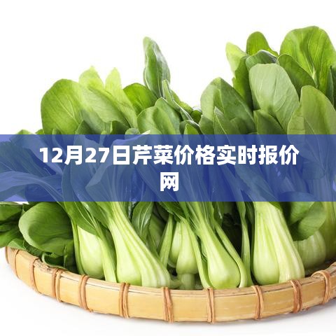 12月27日最新芹菜价格实时更新