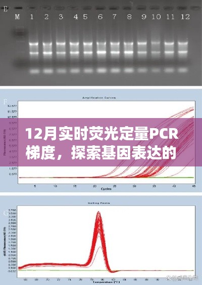 探索基因表达新视界，实时荧光定量PCR梯度研究