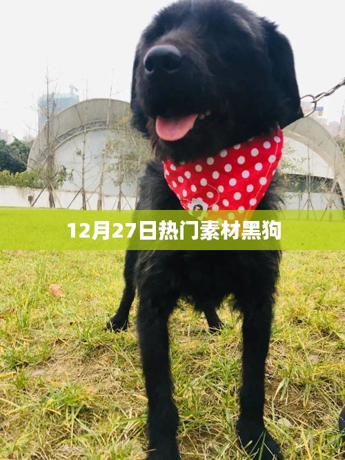 12月27日黑狗素材大热