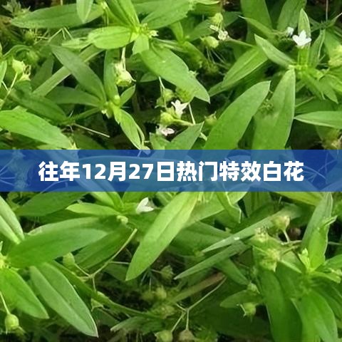 年终特效盛宴，白花绽放惊艳全场