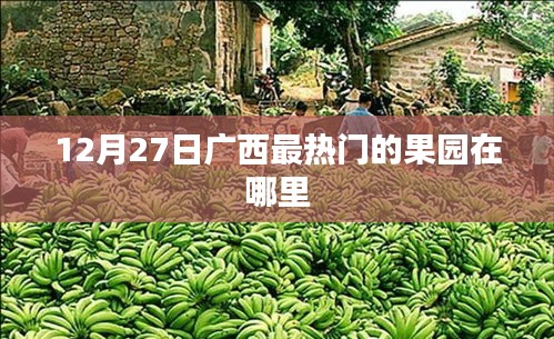 广西果园热点推荐，揭秘最热门的果园位置