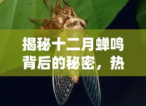 揭秘十二月蝉鸣背后的秘密，热门话题全解析