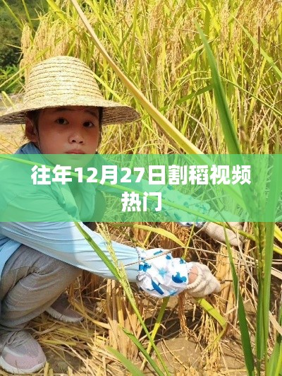 「年终收获季，往年12月27日割稻忙」
