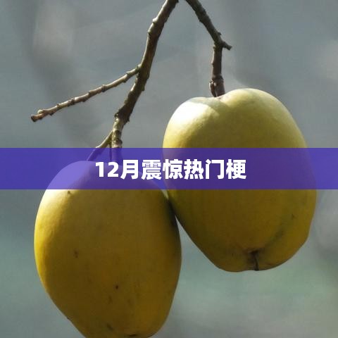 揭秘十二月最火热门梗