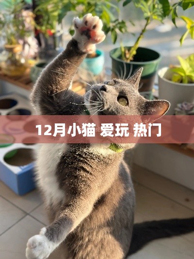 12月小猫的热门游戏时光