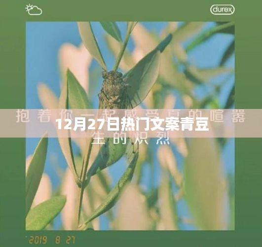 青豆12月27日精选文案