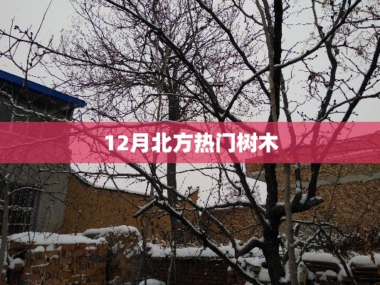 北方冬季热门树木介绍