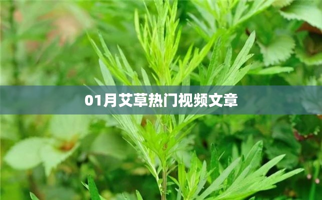 艾草热门视频文章大揭秘，一月精彩回顾