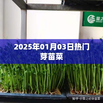 2025年芽苗菜热潮来袭，种植趋势与市场前景展望