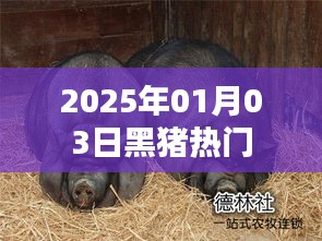 2025年黑猪热门动态揭秘