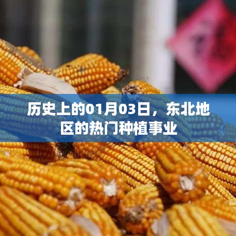 东北种植事业历史中的一月三日里程碑