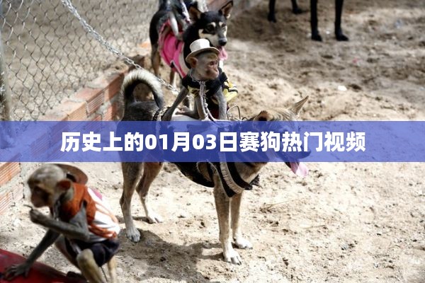 赛狗热门视频回顾，历史上的那些精彩瞬间
