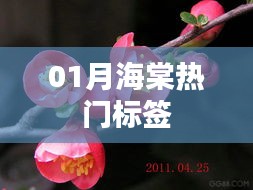 『01月海棠花热门标签大揭秘』