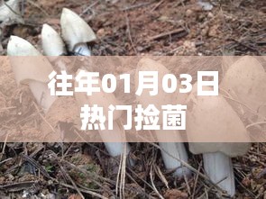 「往年一月初热门菌类捡拾活动回顾」