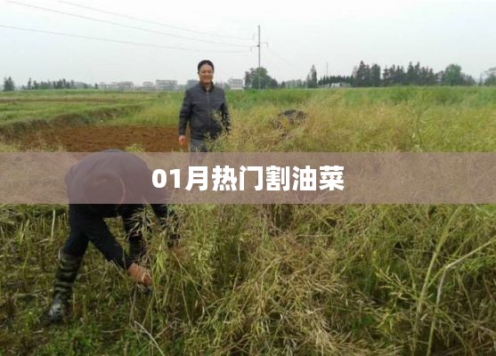 最新热门割油菜技术解析
