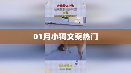 最新热门小狗文案，萌宠魅力无限！
