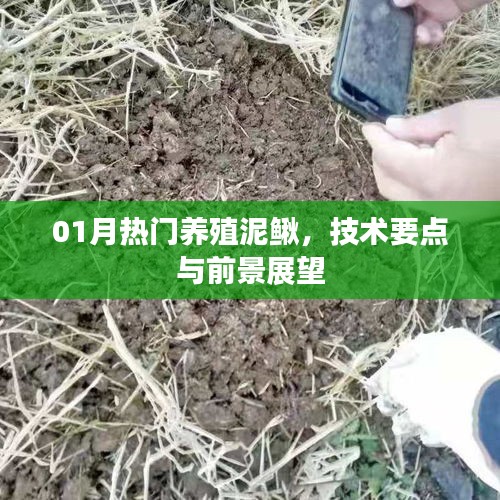 养殖泥鳅技术要点及前景展望，一月热门行业解读