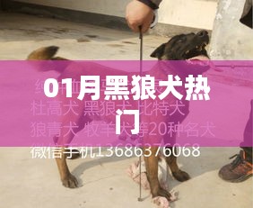 一月热门黑狼犬资讯