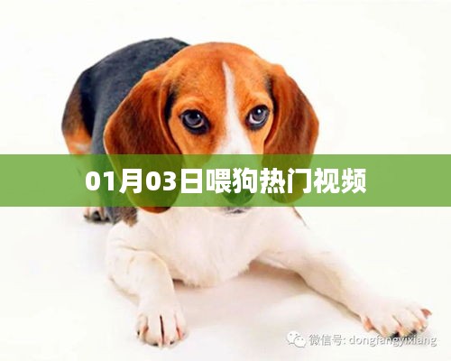 热门狗狗视频大放送，精选内容一网打尽！