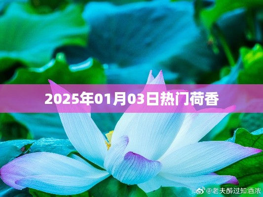荷香魅力不减，2025年元旦热门之选
