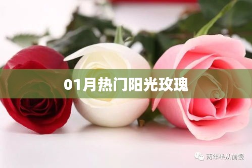阳光玫瑰爆火来袭，一月热门之选！