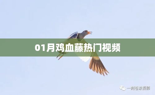 鸡血藤热门视频，一月精彩盘点