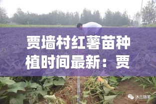 贾墙村红薯苗种植时间最新：贾拴成引进的红薯 