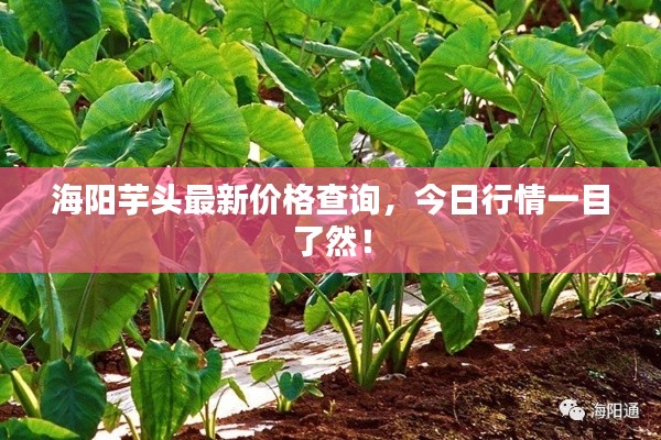 海阳芋头最新价格查询，今日行情一目了然！