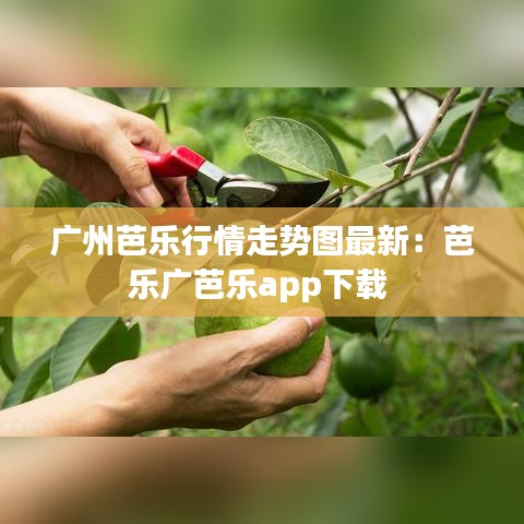 广州芭乐行情走势图最新：芭乐广芭乐app下载 