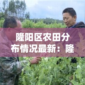 隆阳区农田分布情况最新：隆阳区2020 