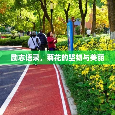 励志语录，菊花的坚韧与美丽