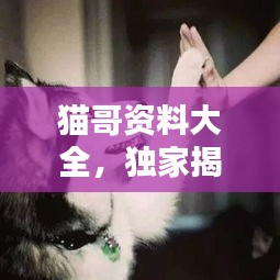 猫哥资料大全，独家揭秘新闻头条内幕