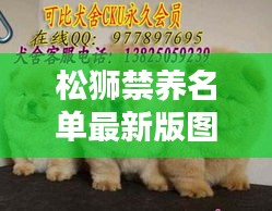 松狮禁养名单最新版图片：为什么松狮是禁止养的宠物 