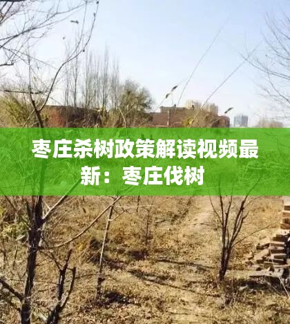 枣庄杀树政策解读视频最新：枣庄伐树 