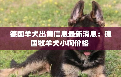 德国羊犬出售信息最新消息：德国牧羊犬小狗价格 